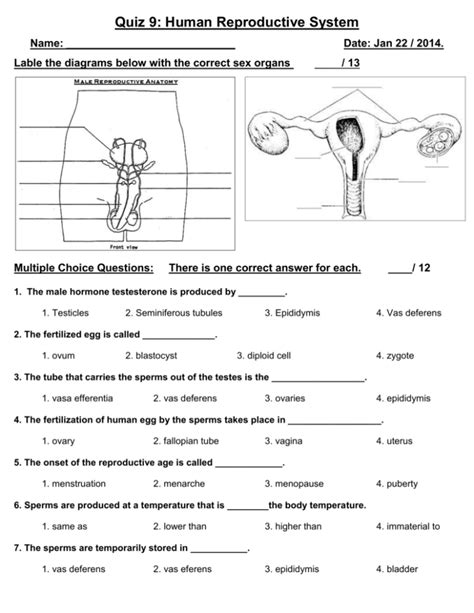 reproductive system quizlet|sample quiz for reproductive system.